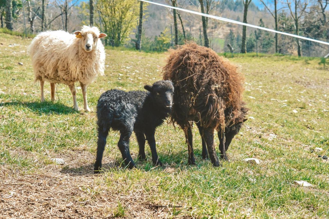 Agriturismo Vezzano Chiusi della Verna Buitenkant foto