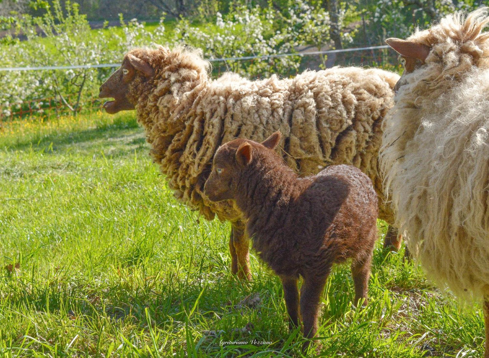 Agriturismo Vezzano Chiusi della Verna Buitenkant foto